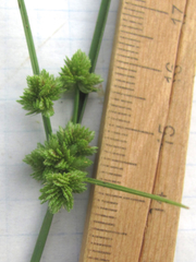 Cyperus acuminatus