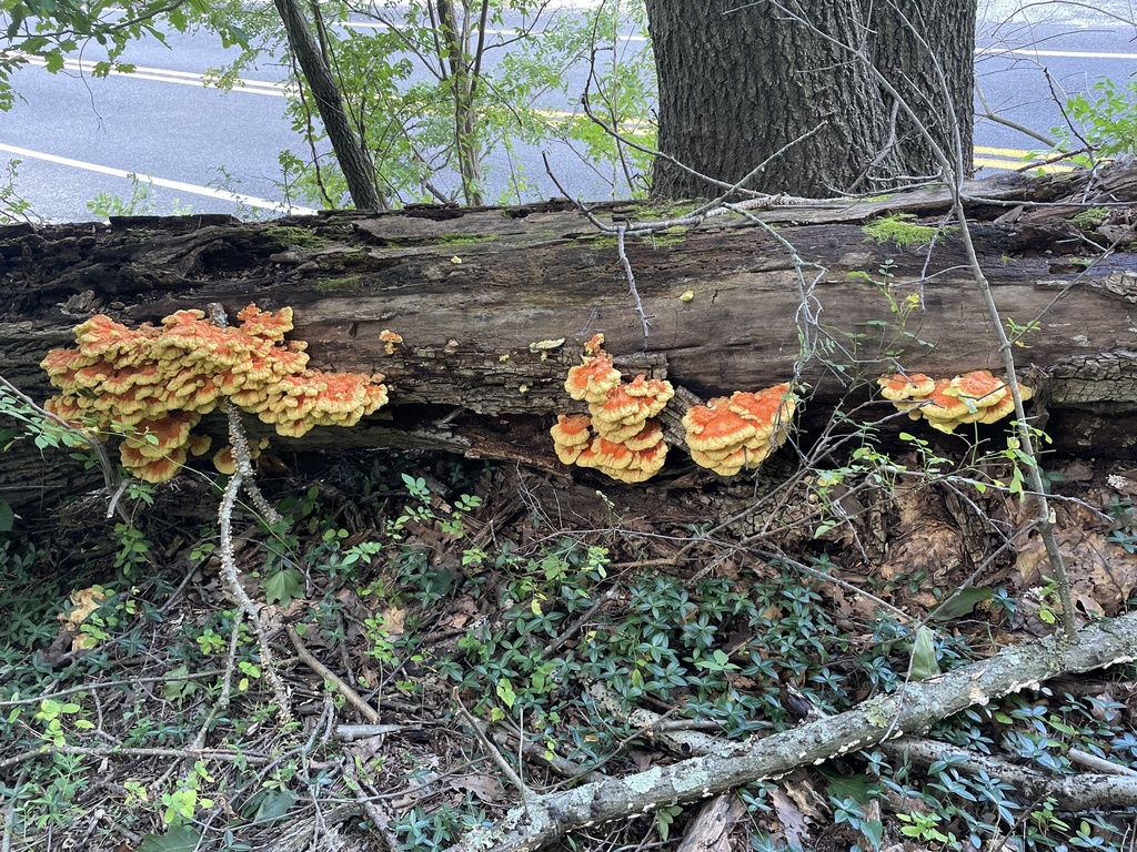 chicken of the woods · September 2026 · photo: Photo: no rights reserved · iNaturalist
