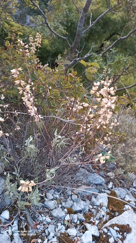 garden sage