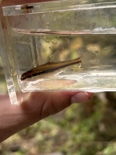 Whitemouth Shiner