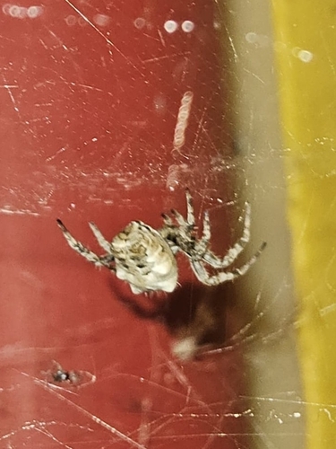 Tropical Tent-web Spider