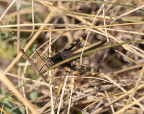 Speckle-winged Rangeland Grasshopper