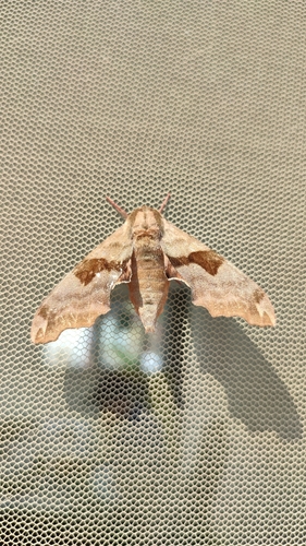 Lime Hawkmoth