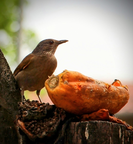 Pale-breasted Thrush