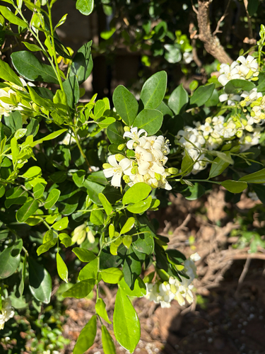 Murraya paniculata observed 2026-08-28