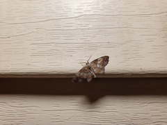 Hypagyrtis unipunctata