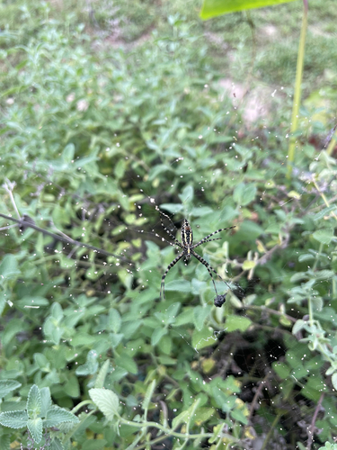 Banded Garden Spider