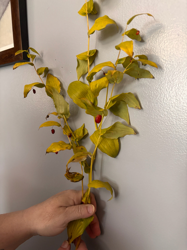 white twisted-stalk
