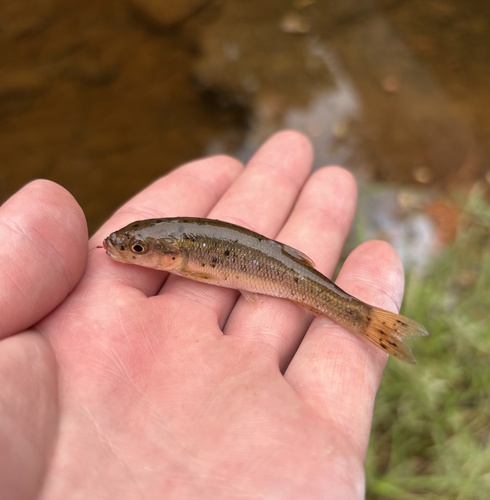Creek Chub