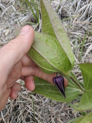 Clematis fremontii