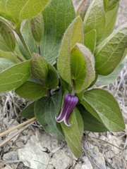 Clematis fremontii