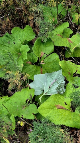 Petasites spurius, photograph 2