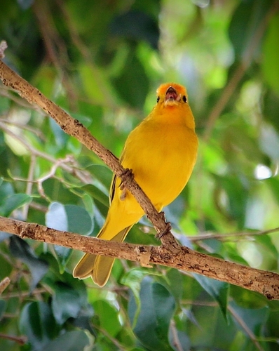 Saffron Finch