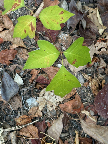 Featured image for “eastern poison ivy”