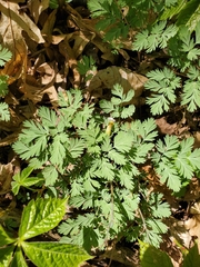 Dicentra cucullaria