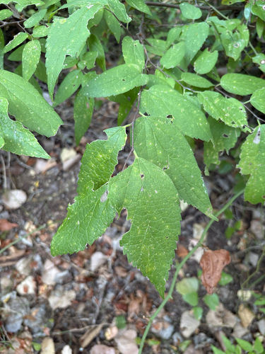 Featured image for “sugar hackberry”