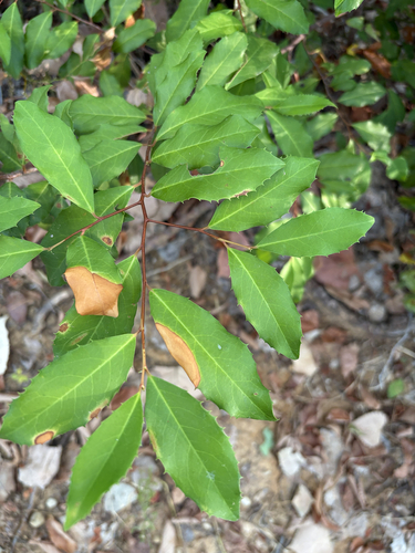 Featured image for “Carolina laurelcherry”
