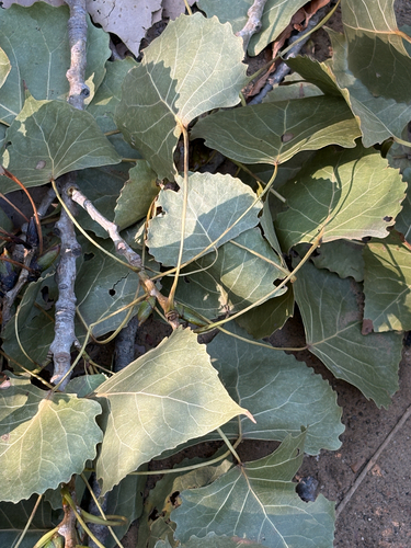 Featured image for “Eastern Cottonwood”