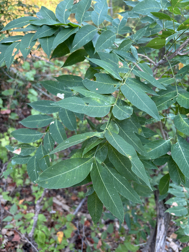 Featured image for “Western Soapberry”