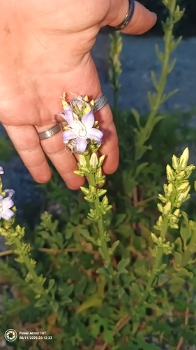 Campanula austroadriatica