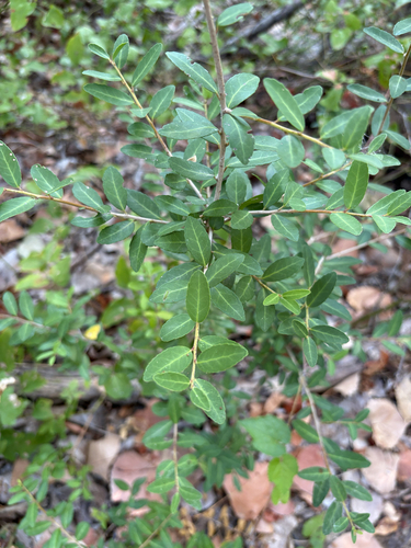 Featured image for “Yaupon Holly”
