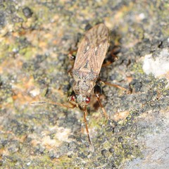 Pseudopachybrachius basalis