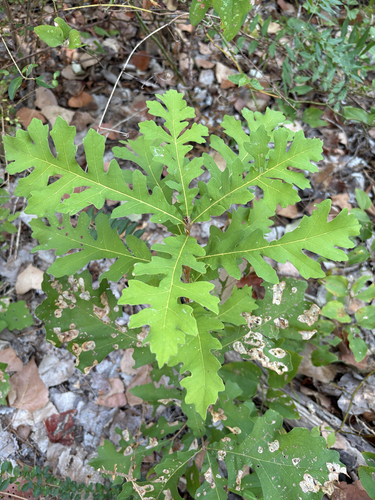 Featured image for “bur oak”