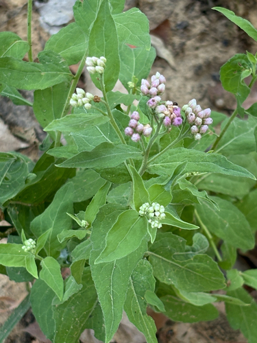 Featured image for “marsh fleabane”