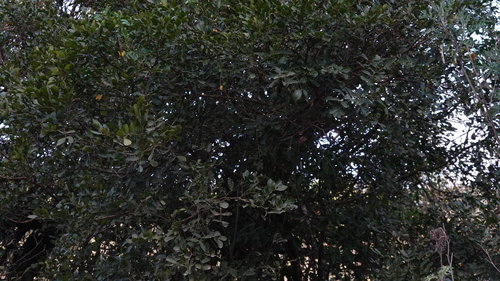 Schotia latifolia, 2026-08-20