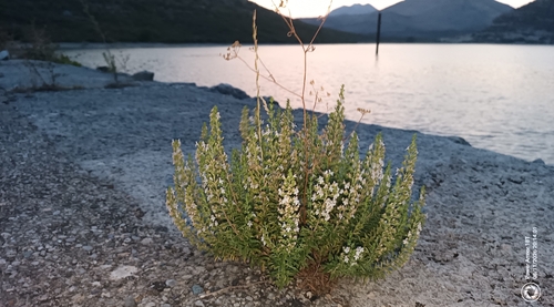 Winter Savory