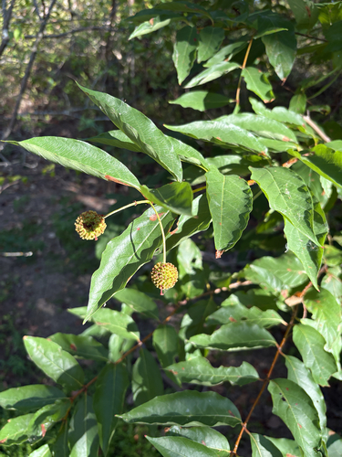 Featured image for “buttonbush”