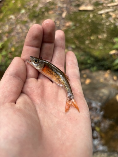 Rosyside Dace