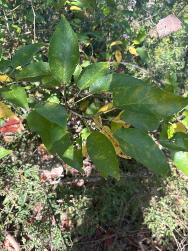 Featured image for “Osage-orange”
