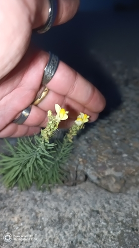 common toadflax