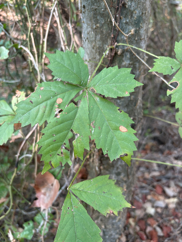 Featured image for “Virginia creeper”