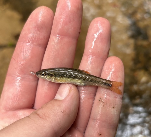 Bluehead Chub