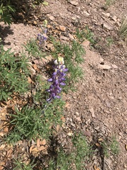 Lupinus neomexicanus