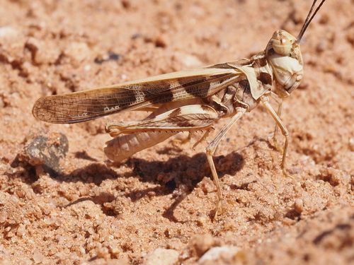 Hippopedon capito