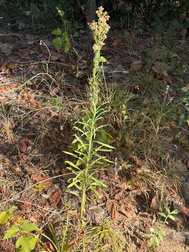 Featured image for “horseweed”