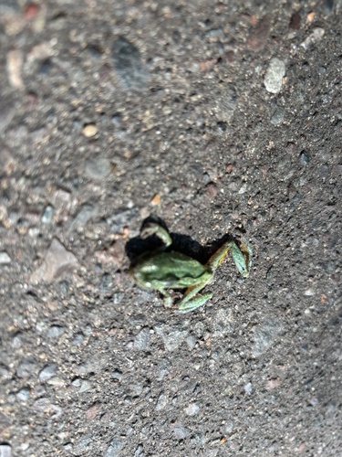Gray Treefrog Species Complex