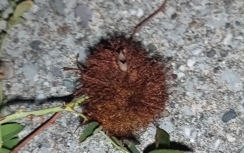 Mossy Rose Gall Wasp