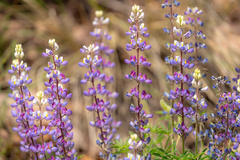 Lupinus neomexicanus