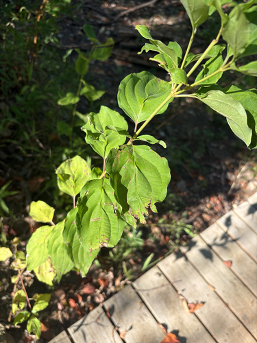 Featured image for “roughleaf dogwood”