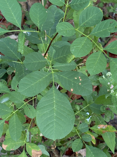 Featured image for “Texas ash”