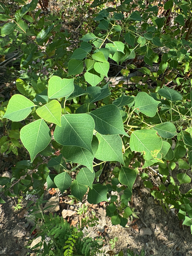 Featured image for “Chinese Tallow”