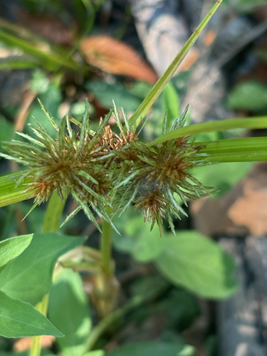 Featured image for “Fragrant flatsedge”