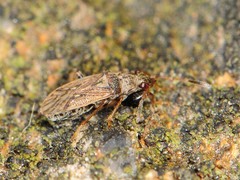 Pseudopachybrachius basalis