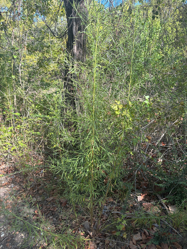 Featured image for “Poverty Weed”