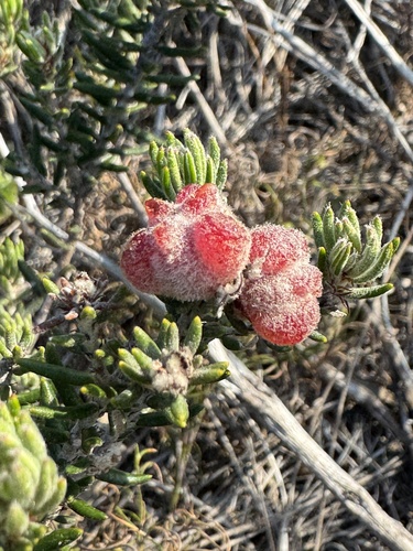 Trichocephalus stipularis, photograph 5