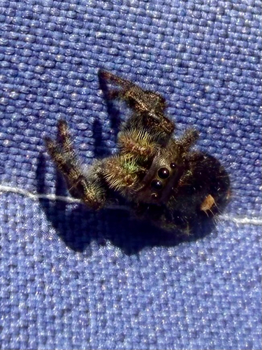 Bold Jumping Spider
